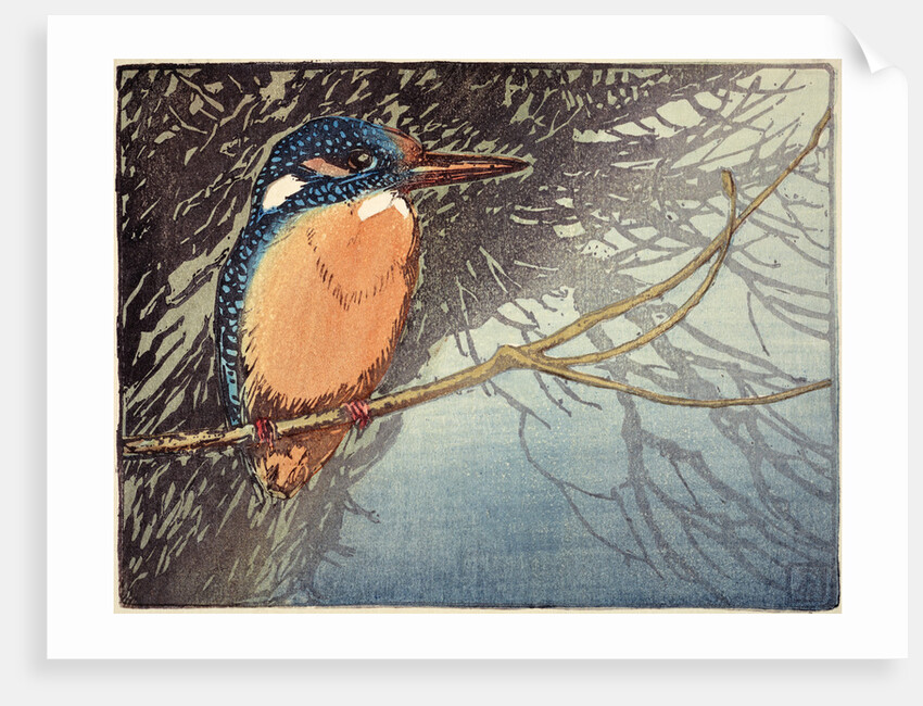 Kingfisher (no. I) by Allen William Seaby